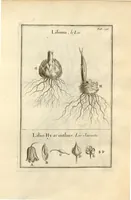 An illustration from Josephi Pitton Tournefort ... Institutiones rei herbaria. (1700)