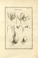 Picture 54 of 66 from Josephi Pitton Tournefort ... Institutiones rei herbaria. (1700), leaf 203