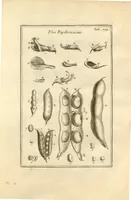 An illustration from Josephi Pitton Tournefort ... Institutiones rei herbaria. (1700)