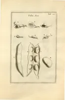 Picture 56 of 66 from Josephi Pitton Tournefort ... Institutiones rei herbaria. (1700), leaf 213