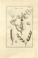 An illustration from Josephi Pitton Tournefort ... Institutiones rei herbaria. (1700)