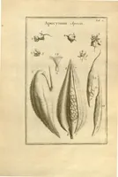 An illustration from Josephi Pitton Tournefort ... Institutiones rei herbaria. (1700)