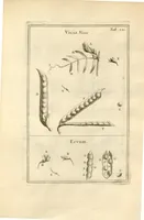 An illustration from Josephi Pitton Tournefort ... Institutiones rei herbaria. (1700)