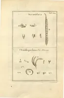 Picture 59 of 66 from Josephi Pitton Tournefort ... Institutiones rei herbaria. (1700), leaf 225