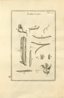 An illustration from Josephi Pitton Tournefort ... Institutiones rei herbaria. (1700)