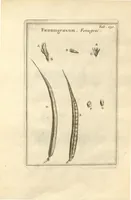 An illustration from Josephi Pitton Tournefort ... Institutiones rei herbaria. (1700)