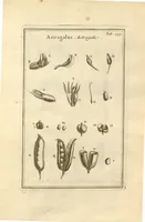 An illustration from Josephi Pitton Tournefort ... Institutiones rei herbaria. (1700)