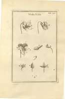 Picture 63 of 66 from Josephi Pitton Tournefort ... Institutiones rei herbaria. (1700), leaf 237