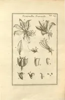 An illustration from Josephi Pitton Tournefort ... Institutiones rei herbaria. (1700)