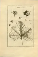 Picture 9 of 66 from Josephi Pitton Tournefort ... Institutiones rei herbaria. (1700), leaf 25
