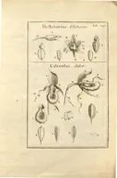 An illustration from Josephi Pitton Tournefort ... Institutiones rei herbaria. (1700)