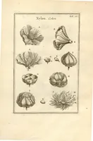 Picture 10 of 66 from Josephi Pitton Tournefort ... Institutiones rei herbaria. (1700), leaf 28