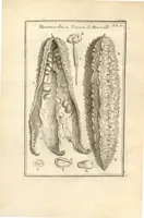 An illustration from Josephi Pitton Tournefort ... Institutiones rei herbaria. (1700)