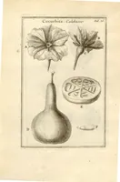 Picture 13 of 66 from Josephi Pitton Tournefort ... Institutiones rei herbaria. (1700), leaf 37