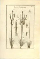 An illustration from Josephi Pitton Tournefort ... Institutiones rei herbaria. (1700)