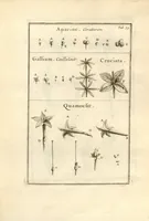 An illustration from Josephi Pitton Tournefort ... Institutiones rei herbaria. (1700)