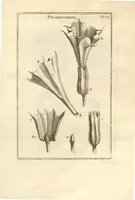 Picture 15 of 66 from Josephi Pitton Tournefort ... Institutiones rei herbaria. (1700), leaf 44