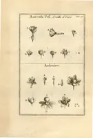 Picture 16 of 66 from Josephi Pitton Tournefort ... Institutiones rei herbaria. (1700), leaf 47