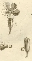 An illustration from Josephi Pitton Tournefort ... Institutiones rei herbaria. (1700)
