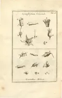 Picture 18 of 66 from Josephi Pitton Tournefort ... Institutiones rei herbaria. (1700), leaf 57