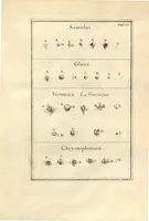 An illustration from Josephi Pitton Tournefort ... Institutiones rei herbaria. (1700)