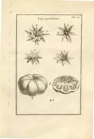 An illustration from Josephi Pitton Tournefort ... Institutiones rei herbaria. (1700)