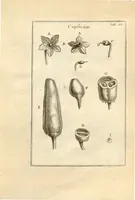 An illustration from Josephi Pitton Tournefort ... Institutiones rei herbaria. (1700)