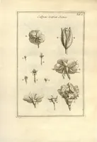 An illustration from Josephi Pitton Tournefort ... Institutiones rei herbaria. (1700)