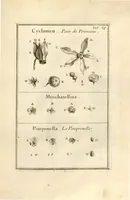 Picture 22 of 66 from Josephi Pitton Tournefort ... Institutiones rei herbaria. (1700), leaf 70