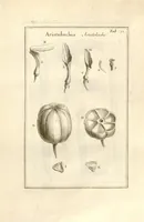 An illustration from Josephi Pitton Tournefort ... Institutiones rei herbaria. (1700)