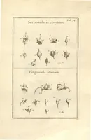 An illustration from Josephi Pitton Tournefort ... Institutiones rei herbaria. (1700)