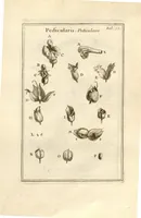 An illustration from Josephi Pitton Tournefort ... Institutiones rei herbaria. (1700)