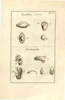 An illustration from Josephi Pitton Tournefort ... Institutiones rei herbaria. (1700)
