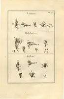 An illustration from Josephi Pitton Tournefort ... Institutiones rei herbaria. (1700)