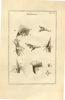 Picture 28 of 66 from Josephi Pitton Tournefort ... Institutiones rei herbaria. (1700), leaf 89