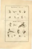An illustration from Josephi Pitton Tournefort ... Institutiones rei herbaria. (1700)