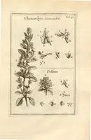 An illustration from Josephi Pitton Tournefort ... Institutiones rei herbaria. (1700)