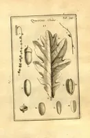Picture 25 of 61 from Josephi Pitton Tournefort ... Institutiones rei herbaria. (1700), leaf 100