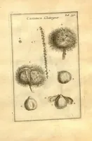 Picture 26 of 61 from Josephi Pitton Tournefort ... Institutiones rei herbaria. (1700), leaf 103
