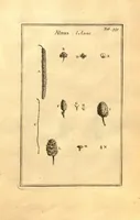 An illustration from Josephi Pitton Tournefort ... Institutiones rei herbaria. (1700)
