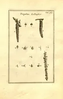 Picture 30 of 61 from Josephi Pitton Tournefort ... Institutiones rei herbaria. (1700), leaf 116