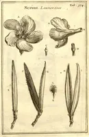 Picture 32 of 61 from Josephi Pitton Tournefort ... Institutiones rei herbaria. (1700), leaf 125
