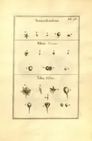 Picture 34 of 61 from Josephi Pitton Tournefort ... Institutiones rei herbaria. (1700), leaf 132