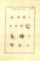 Picture 36 of 61 from Josephi Pitton Tournefort ... Institutiones rei herbaria. (1700), leaf 139