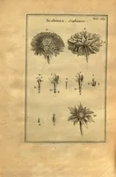 Picture 3 of 61 from Josephi Pitton Tournefort ... Institutiones rei herbaria. (1700), leaf 14