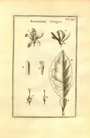 Picture 37 of 61 from Josephi Pitton Tournefort ... Institutiones rei herbaria. (1700), leaf 144