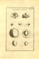 An illustration from Josephi Pitton Tournefort ... Institutiones rei herbaria. (1700)