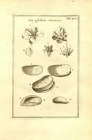 Picture 39 of 61 from Josephi Pitton Tournefort ... Institutiones rei herbaria. (1700), leaf 153