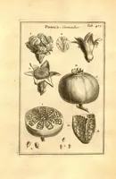 An illustration from Josephi Pitton Tournefort ... Institutiones rei herbaria. (1700)