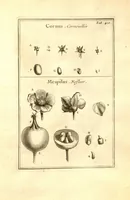 Picture 42 of 61 from Josephi Pitton Tournefort ... Institutiones rei herbaria. (1700), leaf 161